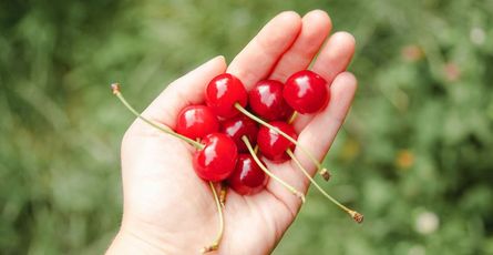 Benefits of Cherries for Skin: How These Fruits Can Improve Your Complexion
